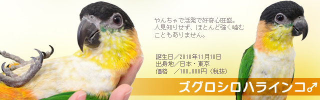 BIRDMORE】ズグロシロハラ入店！コットンローブパーチや国産えん麦！雑貨も沢山新入荷！ 190515 鳥専門店 ＢＩＲＤＭＯＲＥ ( インコ・オウムと鳥グッズ・鳥用品の専門店  )